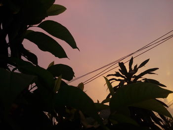 Close-up of silhouette plant against sky