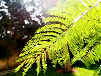 Close-up of fern leaves