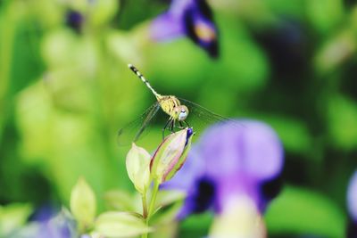 Close-up of insect on purple flower