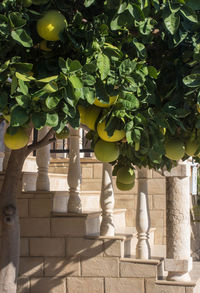 Tree growing against building