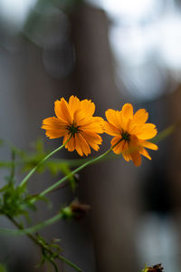 Close-up of yellow flowering plant