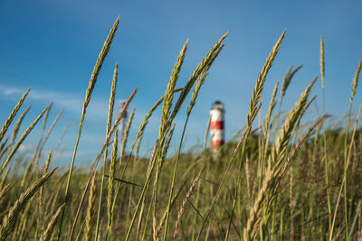 Close-up of wheat growing on field against sky