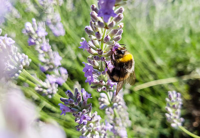 Close-up of bee on purple flower