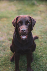 Portrait of black dog standing on field