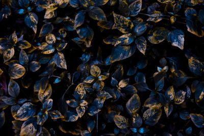 Full frame shot of plants