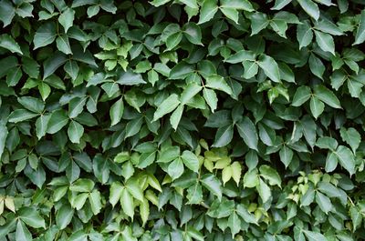 Full frame shot of plants