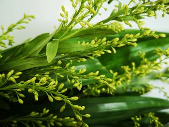 Close-up of fresh green leaves