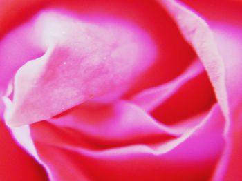 Macro shot of pink rose