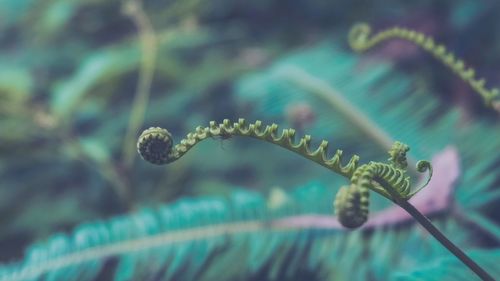 Beautiful fern near the nature with background bokeh