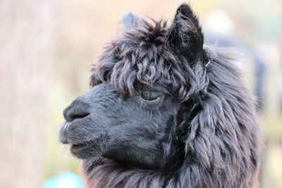 Close-up of dog looking away