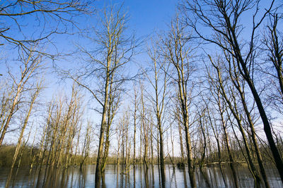 Low angle view of trees in forest against sky
