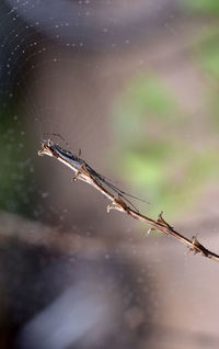 Spider at wooden stickbon blurred background