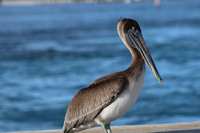 Close-up of a bird