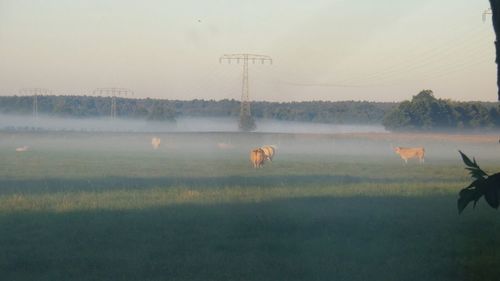 Birds grazing on field against sky