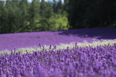 Close-up of purple flowering plants on field