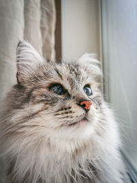 Close-up of cat