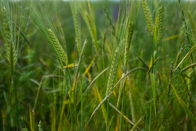 Close-up of wheat growing on field