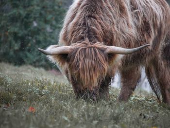 Highland cattle grazing