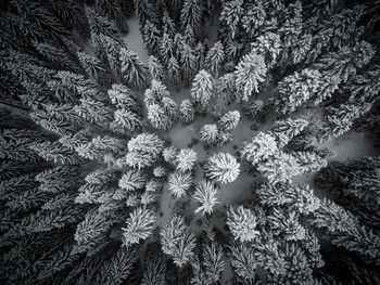 Close-up of plants on snow