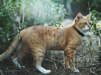 View of a cat looking away