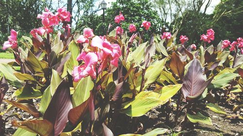 Flowers blooming in park