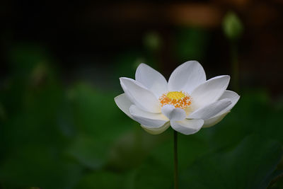 Close-up of white lotus with green background.