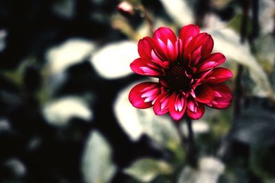 Close-up of red flower blooming outdoors