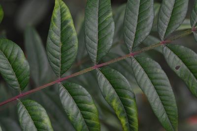 Close-up of leaves