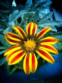 Close-up of yellow flower