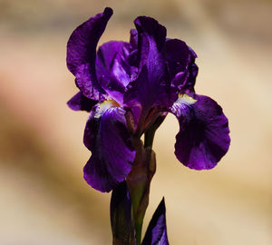 Close-up of purple flowering plant