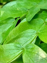 Close-up of green leaves on plant