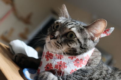 Close-up of cat looking away