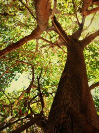 Low angle view of tree in forest