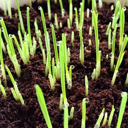 Close-up of plants growing on field