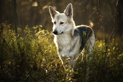 View of dog looking away on field