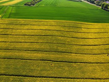 Scenic view of agricultural field