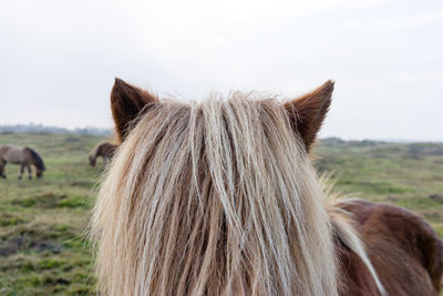 Close-up of horse grazing on field against sky