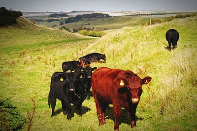 Cows grazing on grassy field