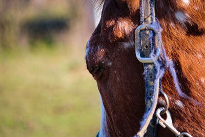 Close-up of a horse