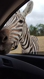 View of zebra seen through car
