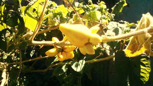 Close-up of yellow flowers