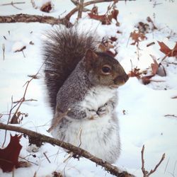 Squirrel on snow covered tree