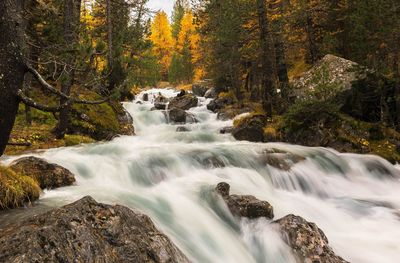 Scenic view of waterfall in forest