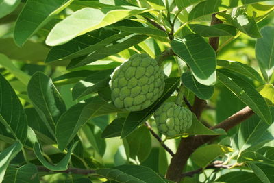 Close-up of growing on tree