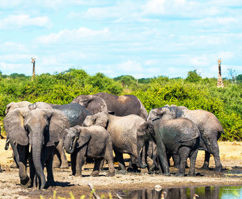 Elephants drinking water