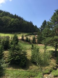 Scenic view of trees growing on field against sky