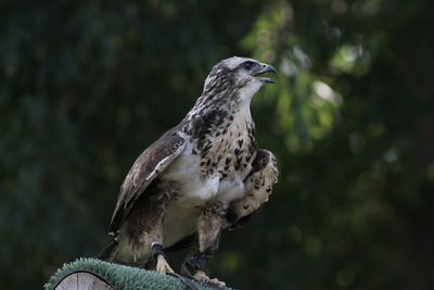 Close-up of eagle perching on tree