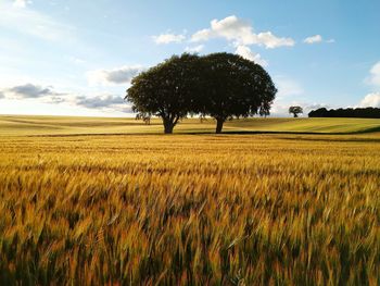 Crops growing on field against sky