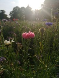 Close-up of pink flowering plants on field