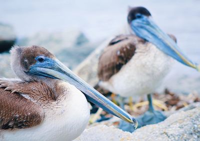 Close-up of birds on rock